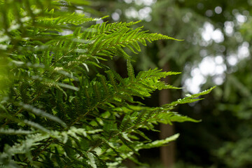 Fototapeta na wymiar Fern leaves in the forest. Background