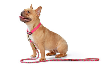 Side view of red fawn French Bulldog dog wearing pink collar with rope leash on white background - obrazy, fototapety, plakaty