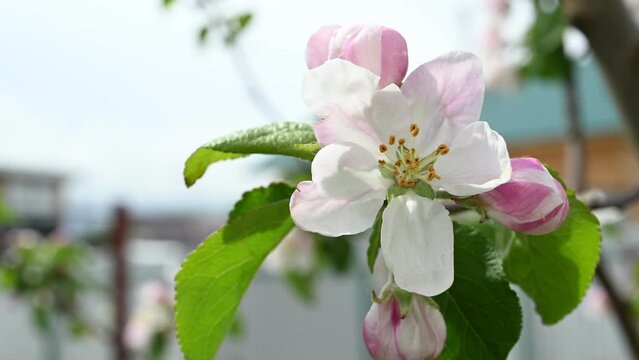 Closeup view of blooming apple tree flower in the garden. Pink and white blossoming flower of fruit tree