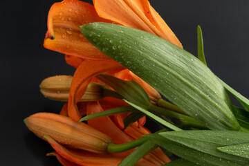 Asiatic lily photographed against a dark background
