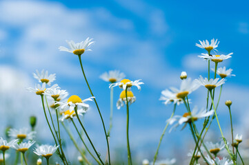 Fototapeta na wymiar field daisies against the background of a beautiful blue sky, selective focus. High quality photo