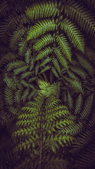 Vertical dark and vibrant green fern leaves spreading out creating swirly natural pattern...
