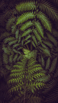 Vertical dark and vibrant green fern leaves spreading out creating swirly natural pattern background.