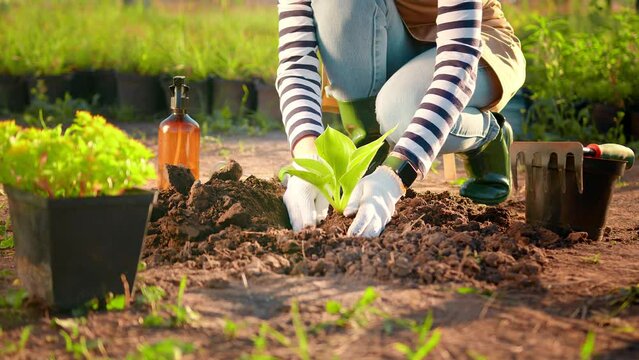 Agriculture close up. Farmer woman plants a plant. Plant gardening. Sunset farming and growing plants. Female hands gardener puts a plant in the ground and buries it.