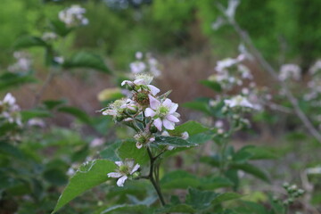 Rubus ulmifolius in the summer forest 