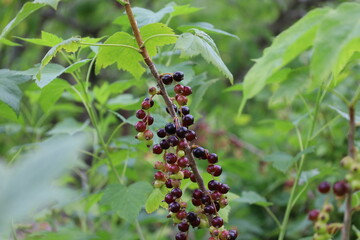 Blackcurrant in the summer forest