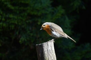 robin in the garden,rotkehlchen im garten