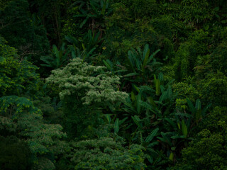 Fototapeta na wymiar Aerial view of beautiful tropical forest mountain landscape