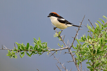 Rotkopfwürger // Woodchat shrike (Lanius senator) - Griechenland // Greece 