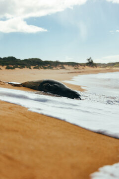 Sleeping Seal On Peach With Waves Coming Around It At Polihale Beach On Kauai, Hawaii.