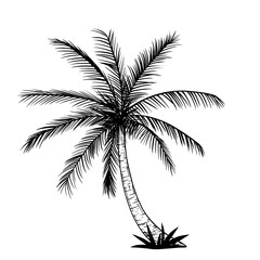 Fototapeta na wymiar Tropical palm tree, black silhouettes and contours isolated on a white background.