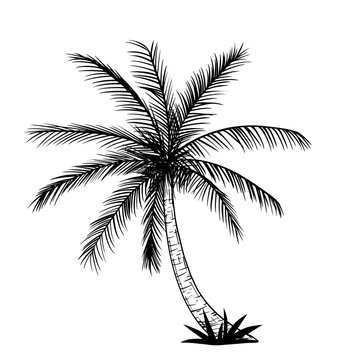Tropical palm tree, black silhouettes and contours isolated on a white background.
