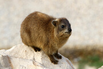 Hyraxes sit on stones in the city park