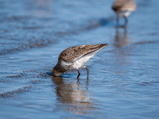 Shorebird feeding on the beach