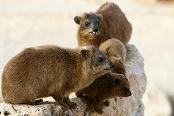 Hyraxes sit on stones in the city park