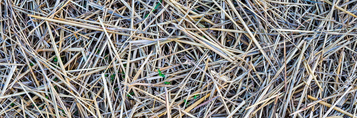 Mowed dry grass. The texture of dried straw. Wide panoramic background for design.