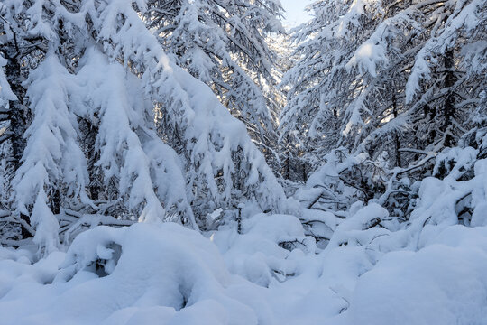 Beautiful winter forest. Snow-covered trees and bushes. There is a lot of snow on the branches of larch trees. Cold snowy weather. Amazing northern nature. Natural winter background.