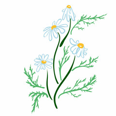 hand drawn camomile flower Sketch vintage style. Design template. Vector illustration