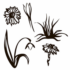 Vector illustration. Spring set drawn in black line. Snowdrops, birds, inscription spring. Lettering. Tattoo ornament. The first spring flowers. Image for your decor and design.