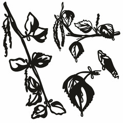 Set of hand drawn birch branch isolated on white