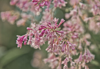 Blooming lilac, Nature background. Pink lilac with raindrops