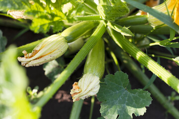 zucchini with flowers
