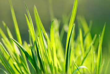 Green juicy grass on a sunny day. Spring background. Close-up. Nature.
