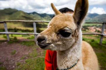 Fauna of Soth America. Lamas alpacas in Peru area