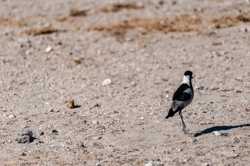 A Blacksmith Lapwing walking on the plains of Etosha. Etosha National Park, Namibia.