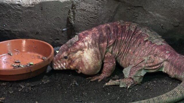 Close-up of a red tegu lizard, Tupinambis rufescens