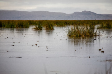 Uros Floating Island in Peru. Region near Puno city. South America