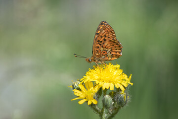 Pearl-bordered fritillary (Boloria euphrosyne) feeding nectar from a yellow flower