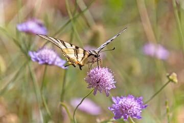 papillon le flambé en gros plan