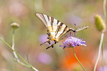 papillon le flambé en gros plan