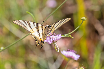 papillon le flambé en gros plan