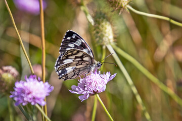 papillon L'Échiquier de Russie en gros plan sur une fleur