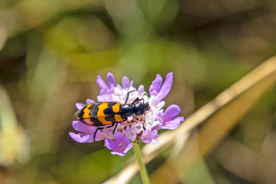insecte Trichodes alvearius (le clairon des ruches) en gros plan