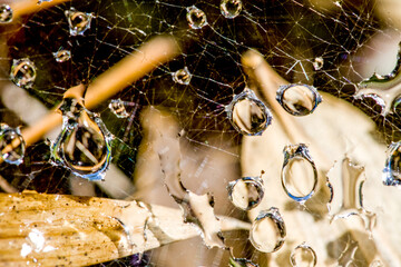 Spider web or cobweb with water drops in the rain