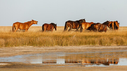A herd of wild horses in the steppes of Ukraine. Kinburn spit