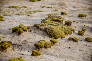 Desert and prairie of Bolivia. Landscapes of the LaPaz - Uyuni Road
