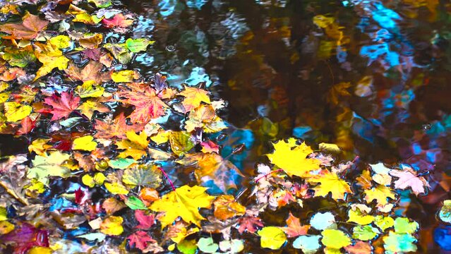 Yellow autumn leaves in the pond float in the wind. Trees are reflected in blue water. Autumn on a sunny day in Latvia. Kemeri National Park.