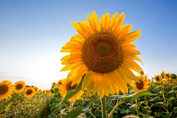 Rolgordijnen Yellow sunflowers field in farm. Agriculture background © 279photo