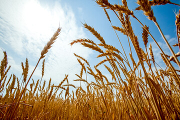 Golden wheat and rye field. Agriculture background