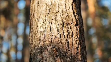 A tree trunk in the woods on a spring day. Video with a slider.
