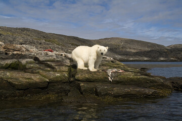 Fototapeta na wymiar Polar Bear (Ursus maritimus) feeding on a seal carcass, Button Islands, Labrador, Canada