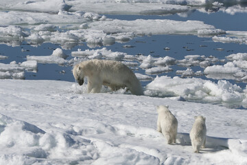 Female Polar bear (Ursus maritimus) with two cubs hunting a ringed seal, Pusa hispida, Phoca hispida), Svalbard Archipelago, Barents Sea, Norway