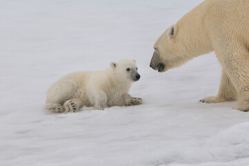 Fototapeta na wymiar Female Polar bear (Ursus maritimus) with cub, Svalbard Archipelago, Barents Sea, Norway