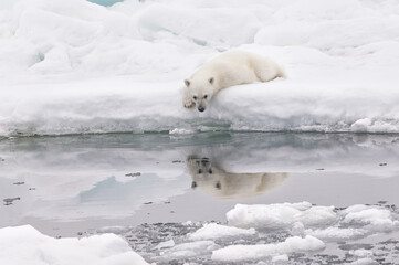 Obraz na płótnie Canvas Polar bear cub (Ursus maritimus) looking at its image in the water, Svalbard Archipelago, Barents Sea, Norway