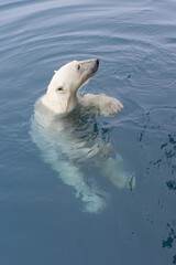 Curious Polar Bear (Ursus maritimus) swimming around an expedition ship and looking up, Svalbard...