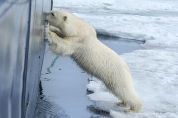 Curious Polar Bear (Ursus maritimus) springing on ship's hull and trying to enter through a...